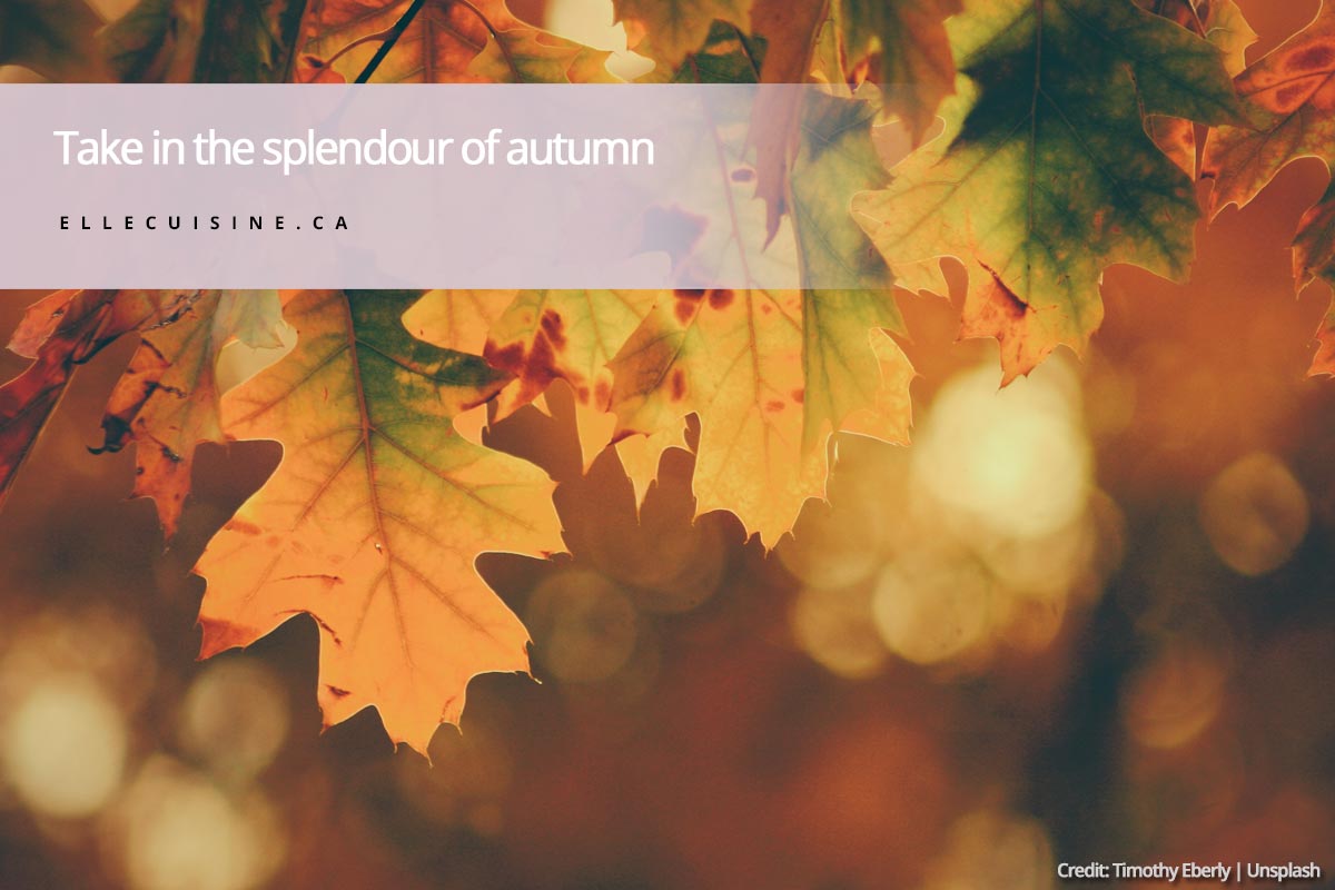 Take in the splendour of autumn