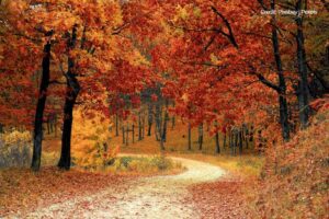 Factors to Consider When Planning an Autumn Wedding